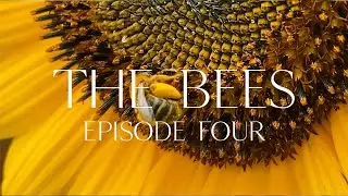 The Bees | Neo-Classical Post-Electronic Garden Soundscapes (Episode 4)