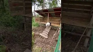 Hindi na sila makakalabas #lonbicooltv #farming #goat #viralvideo