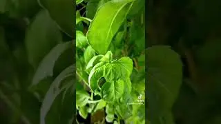 Urban Food Forest