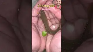 Fish 6 months #bettasales #youtube #channafish