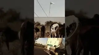 Visit Sokoto in Nigeria. #youtuber #travlevlog #youtubeshort #sokoto #nigeria #travel #roadtrip