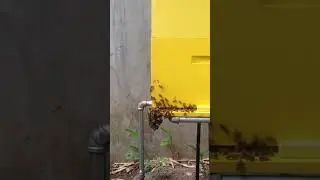 Urban backyard beekeeping in Cebu City