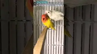 lutino fisher red eye x albino split ino #sharifaviary #youtubeshorts #youtube #ytshorts