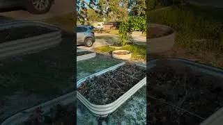 Front Yard Rebel- where grass dies and gardens rise🍅🌻