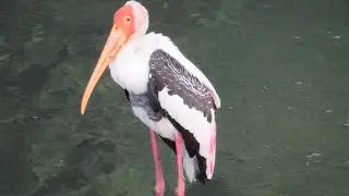 Painted Stork😍From Pawana River, Kalewadi.. Pune, Maharashtra