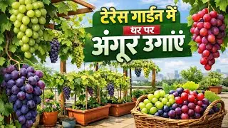 Tips For Growing Grapes On Your Terrace Garden . 🌱✅