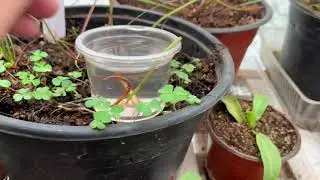 La mejor y más efectiva forma de reproducir droseras/PLANTAS CARNÍVORAS