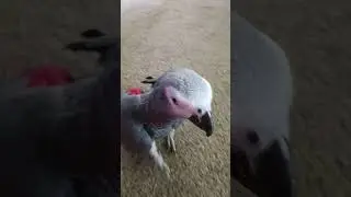 Hormonal African Grey... mating season. Typical female behavior #africangrey
