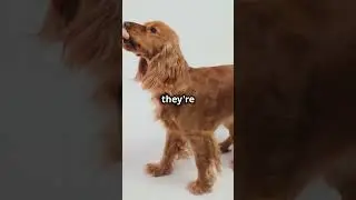 Dogs Are Smarter Than You Think!