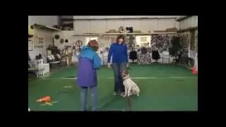 Logan at Pawsitive Attitudes