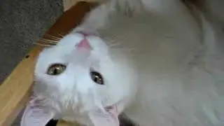 What Cats Are Really Thinking