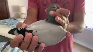 My new Janssens Pigeons from the4flights