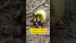 Откуда взялись колорадские жуки