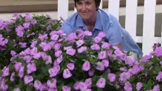 Cottage Farms 4-piece Compact Orchid Blush SunPatiens Set on QVC