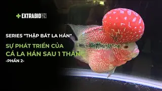 CÁ CHUYỆN | SERIES 