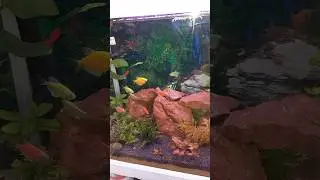 S.K Marine Aquatics | Lalukhet Fish Market | Lalukhet Fish Aquarium |