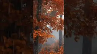 Calming Rain on the Cabin Balcony 🌧️🍁 #SoothingEscape #AutumnRain