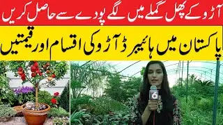 How to Grow Peaches Organically - Complete Growing Guide | GROW PEACH PLANT | Hybrid Peach Plant