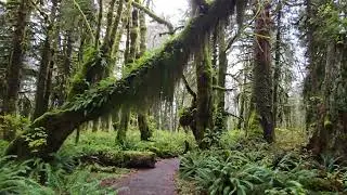 Maple Glade Rain Forest Trail at Quinault Rain Forest - Washington Peninsula 2