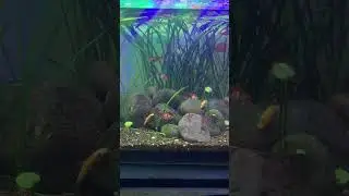 Fish tank view Red phantom ,tetra gourami ,Chinese elge etar #dailyshorts #fish #aquarium #aquascape