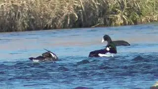 Y0025　Oita River　Shallows　Common Goldeneye Couple　Coot　Common Teal