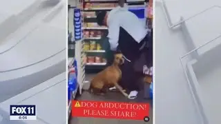 Search on for dognapping suspects in North Hollywood