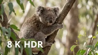 Wildlife in 8K Ultra HD &ndash; Stunning Wild Animals in Their Natural Habitat