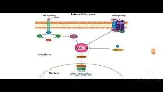 GSK-3b in Neurodegeneration: Cell signalling