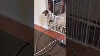 Bruno Did it!! #puppies #pets #freedom #cat #dogs #animals #petlover
