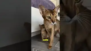 The Abyssinian cat is one of the oldest known breeds, #short #cat #smartcat #Abyssinian #funnycat