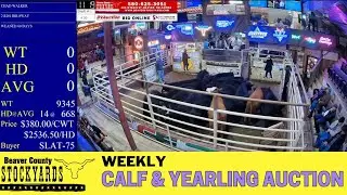 Western Oklahoma Calf & Yearling Market LIVE | 5,000+ Head at Beaver County Today