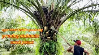 pruning sawit pokok rendah pakai Dodos super tajam
