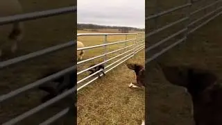 What's Strange Creature is this?_Caught on Camera 😱 #wilddiscovery #farm #CaughtonCamera #alien #dog