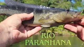 Na trilha da joanas 