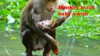 Monkey live in Cambodia| monkey swim with baby  | CEO Monkeys203