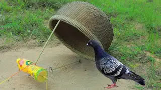 Best Bird Trap - Creative Easy Bird Trap Using Basket and Plastic Bottle
