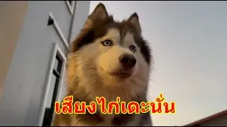 ลงมาบ้านนี้ทีไรยากแต่นำไก่บ้านตรงข้าม