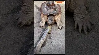 turtle vs fish🐢🐟😂#trending#shorts#short #fish#turtle#funny#viralshort#viral#slow #views#subscribe#1k
