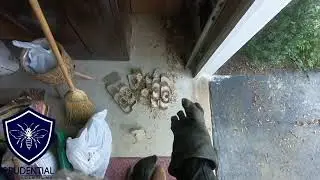 Yellow Jacket Nest in Wall of Garage