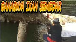 Mancing Rucah Di Bawah Jembatan Panen Ikan Semedar MANTAP