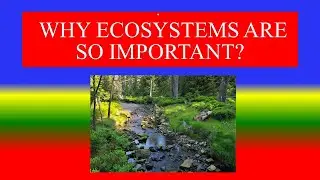 WORLD ENVIRONMENT DAY  - 5 JUNE  2021 - Theme | Why Ecosystems are so Important?