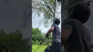 🌳Rotbuchen F&auml;llung 🌳