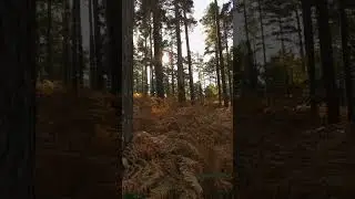 Step outside a minute... #nature #outdoors #stressrelief #scotland #shorts