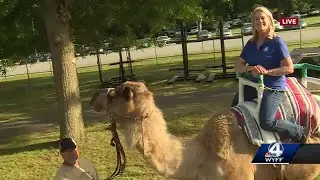 Jane Robelot settles in camel saddle at Anderson County fair