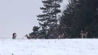 Vysok&aacute; a zima vo Veľkej Fatre. Red deer & winter in Veľk&aacute; Fatra.