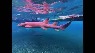 Swimming with SHARKS!!! #travel #sharks #belize