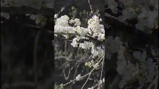 Plum Blossom Season and Ripe Red &ndash; The Pure Beauty of Vietnam's Mountains