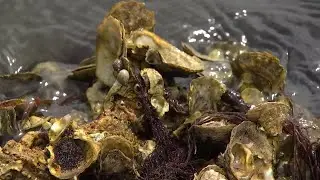 'Restore Our Shores' works to restore oyster reefs in Indian River Lagoon