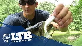 How to Pond Fish with Swimbaits: Live Target Swimbait