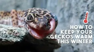 How To Keep Your Reptiles Warm In Cold Weather